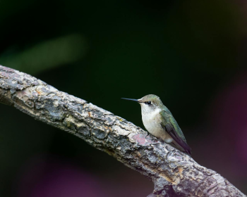 Chim, chim ruồi, chim nhỏ, động vật, tự nhiên, ngoài trời, cành cây, lá, hummingbird, bird, small bird, animal, nature, outdoor, branch, leaf - Skyler Ewing