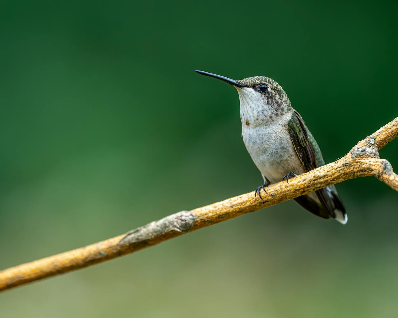 Chim, chim ruồi, chim nhỏ, động vật, tự nhiên, ngoài trời, cành cây, lá, hummingbird, bird, small bird, animal, nature, outdoor, branch, leaf - Skyler Ewing 1