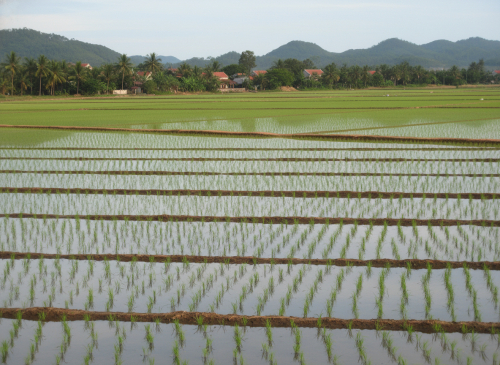 một cánh đồng lúa nước không có người không phải ruộng bậc...