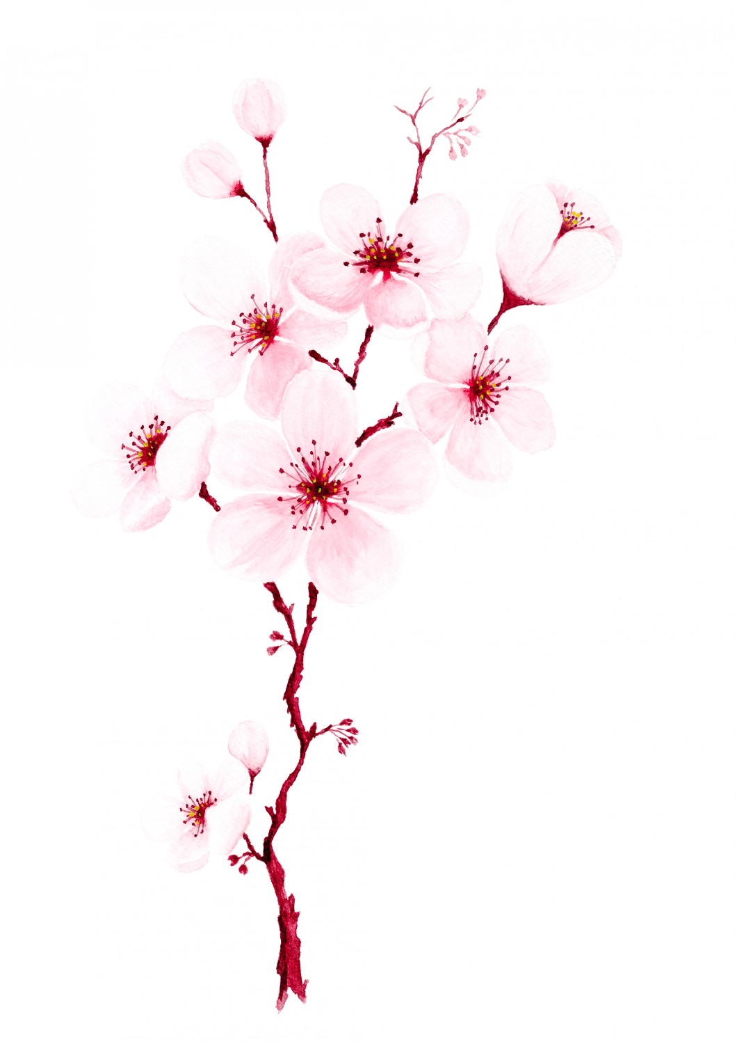 Hoa đào, cherry blossom, flower, tết, xuân, spring, truyền thống, Việt Nam, hình nền, background 15