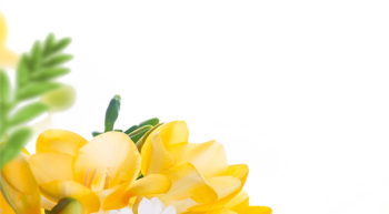 Hoa hồng vàng, cánh hoa