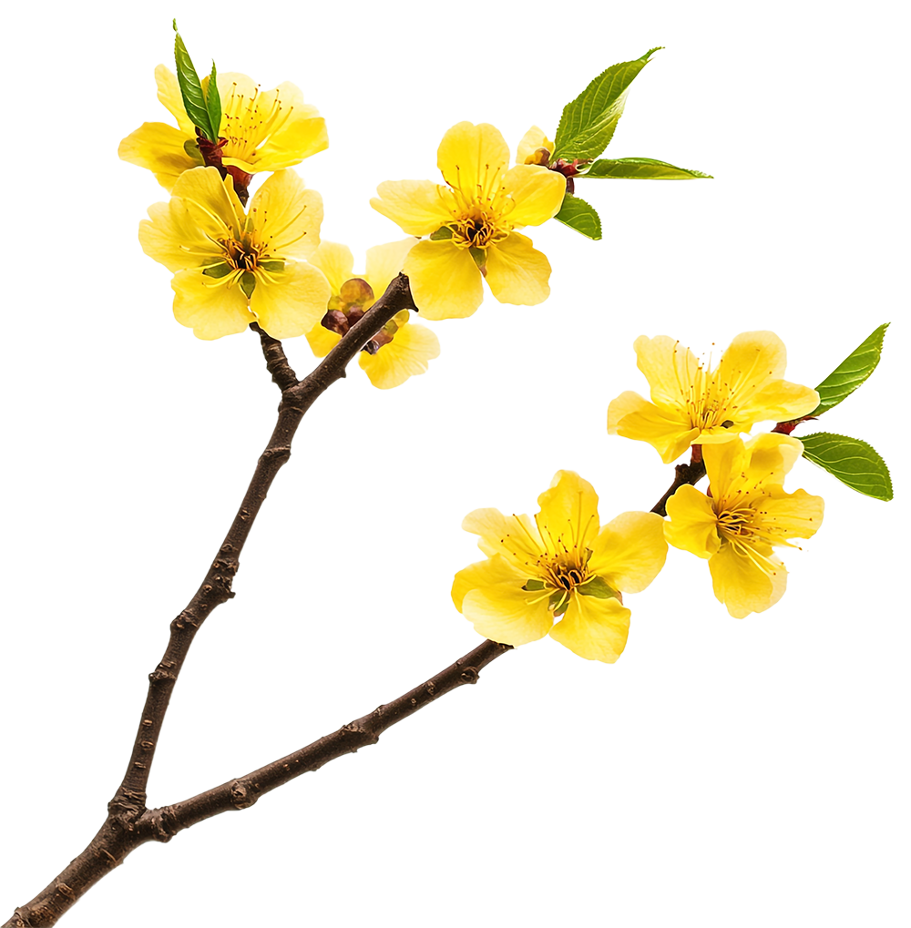 Hoa mai, hoa, hoa mai vàng, flower, mùa xuân, tết, xuân, spring 1