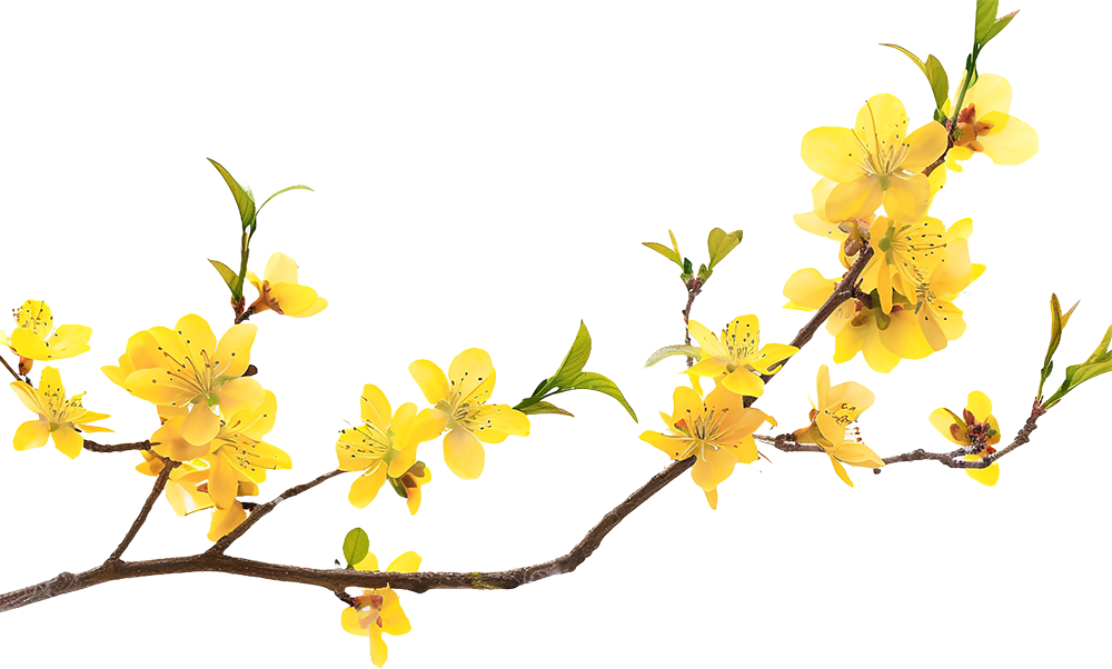 Hoa mai, hoa, hoa mai vàng, flower, mùa xuân, tết, xuân, spring