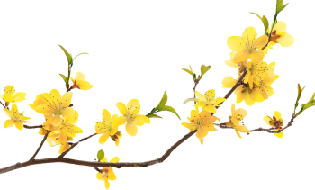 Hoa mai, hoa, hoa mai vàng, flower, mùa xuân, tết, xuân, spring