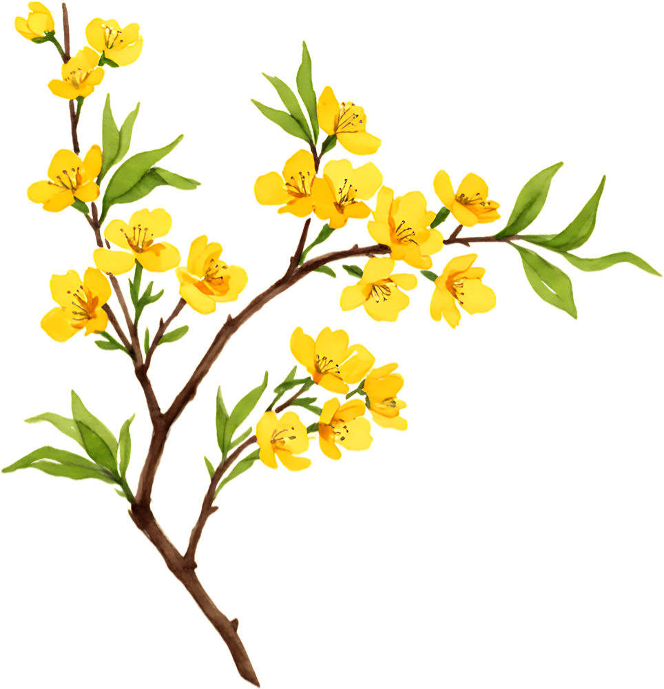 Hoa mai, hoa, hoa mai vàng, flower, mùa xuân, tết, xuân, spring 2