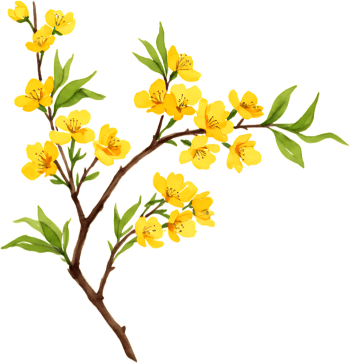 Hoa mai, hoa, hoa mai vàng, flower, mùa xuân, tết, xuân, spring 2