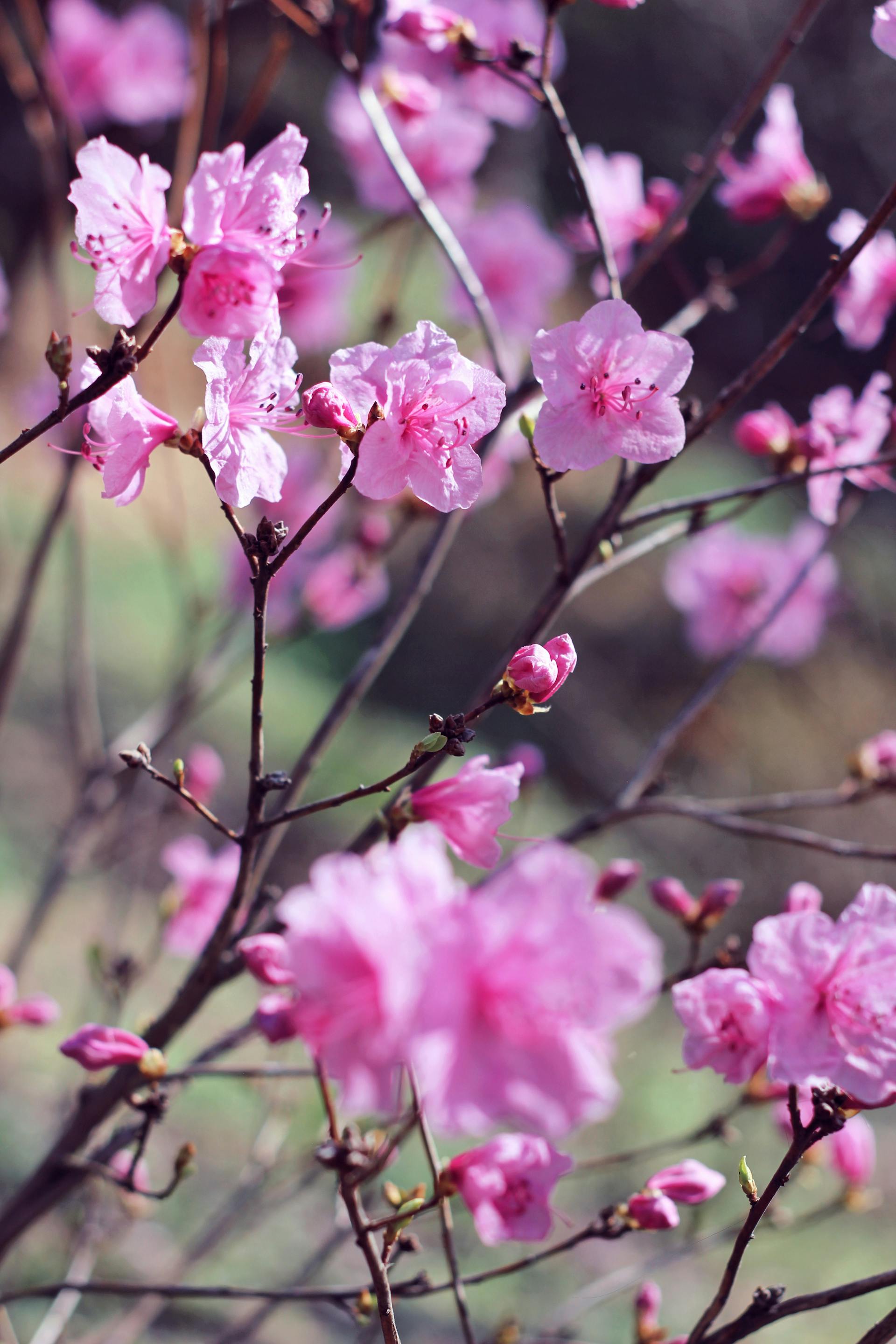 Hoa đào, cherry blossom, flower, tết, xuân, spring, truyền thống, Việt Nam, hình nền, background - Ngân Dương 4