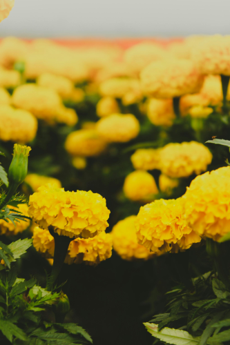 Hoa vạn thọ, vạn thọ vàng, flower, tết, xuân, spring, truyền thống, Việt Nam, hình nền, background - Ngân Dương 4