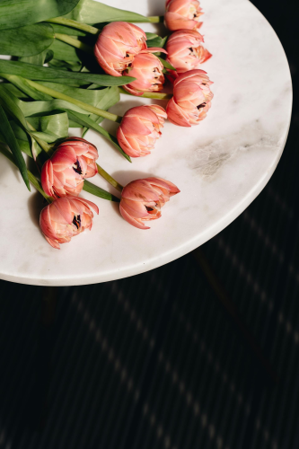 Hoa tulip, cánh hoa- alleksana 7