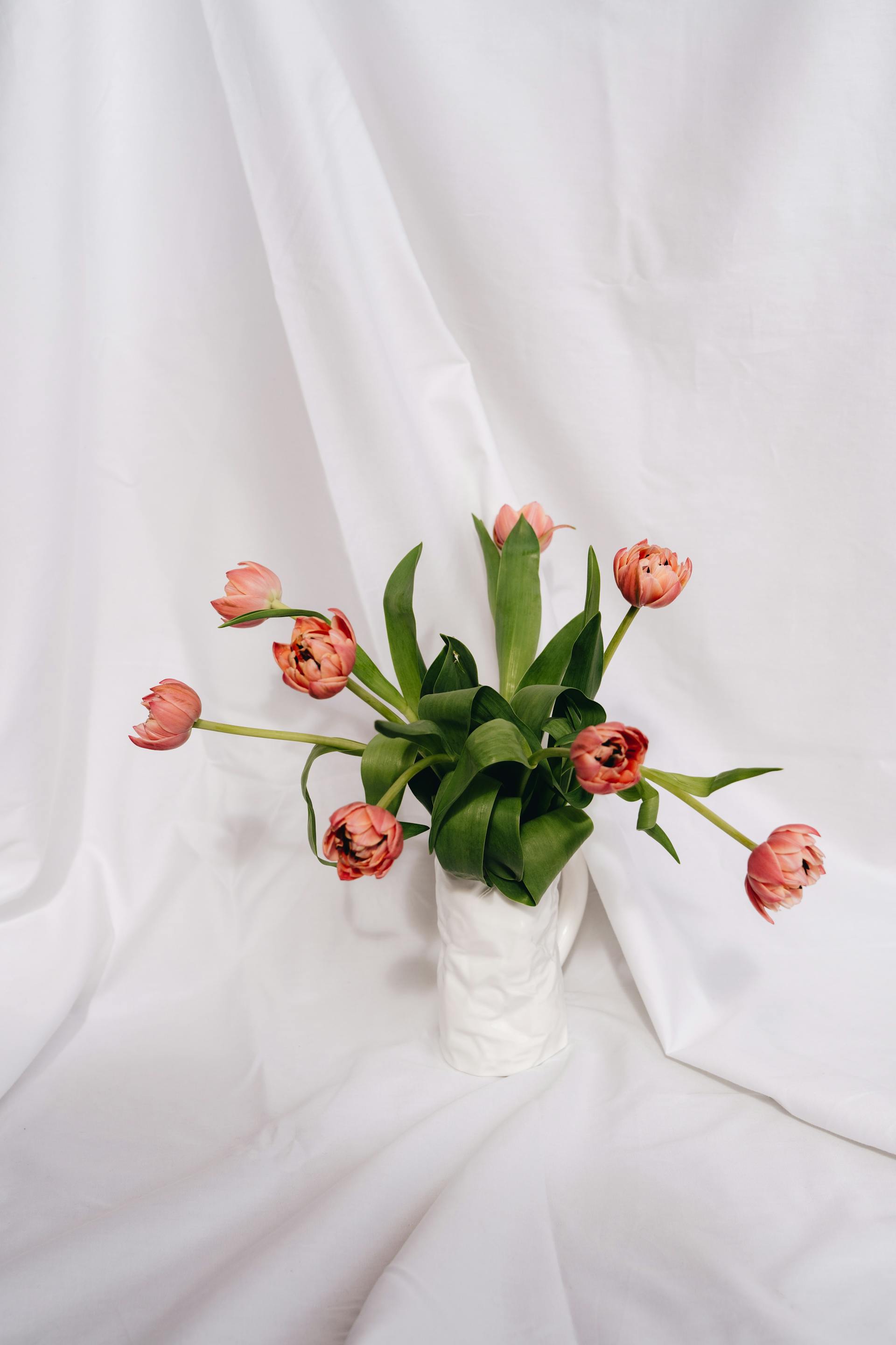 Hoa tulip, cánh hoa- alleksana 6