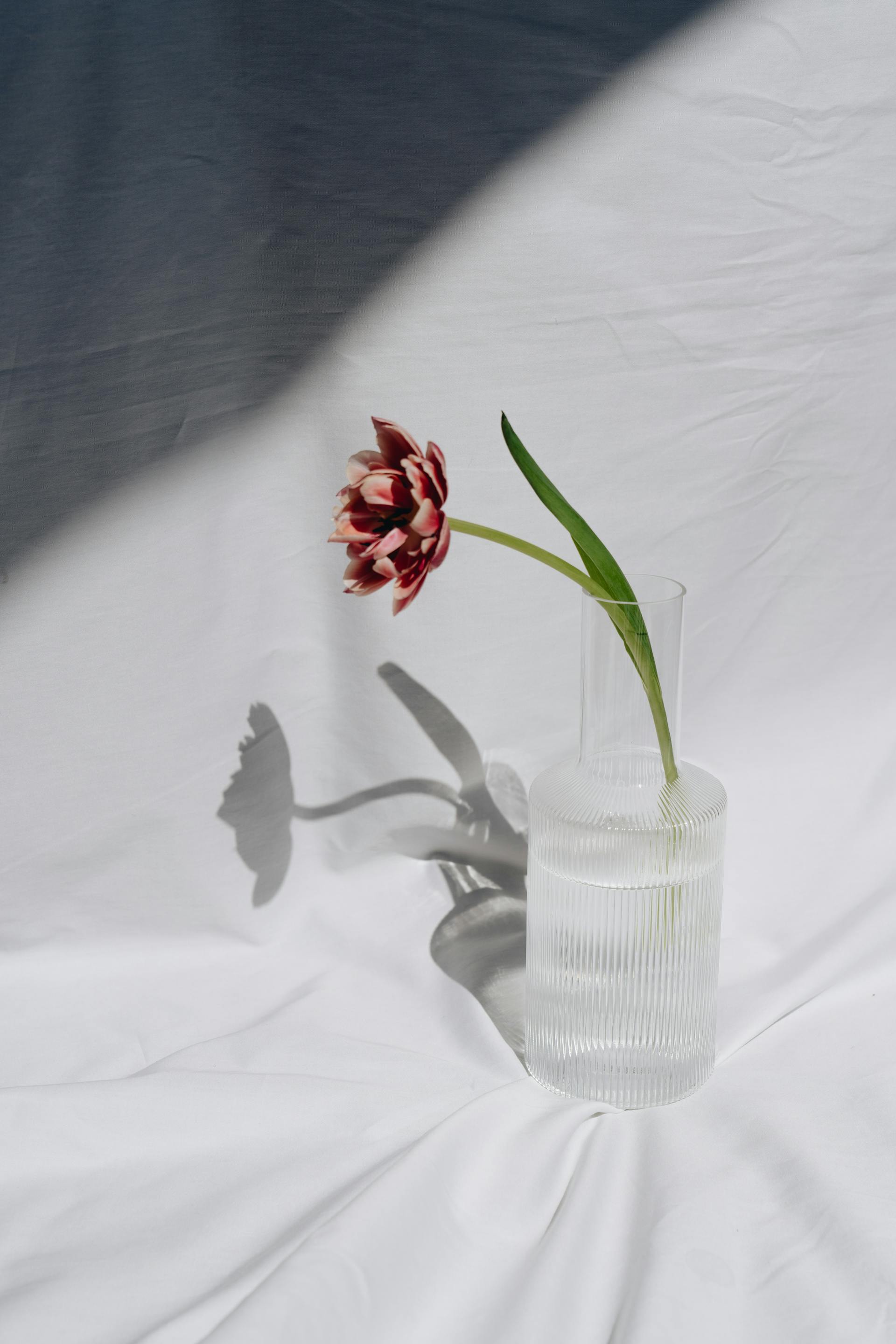 Hoa tulip, cánh hoa- alleksana 1
