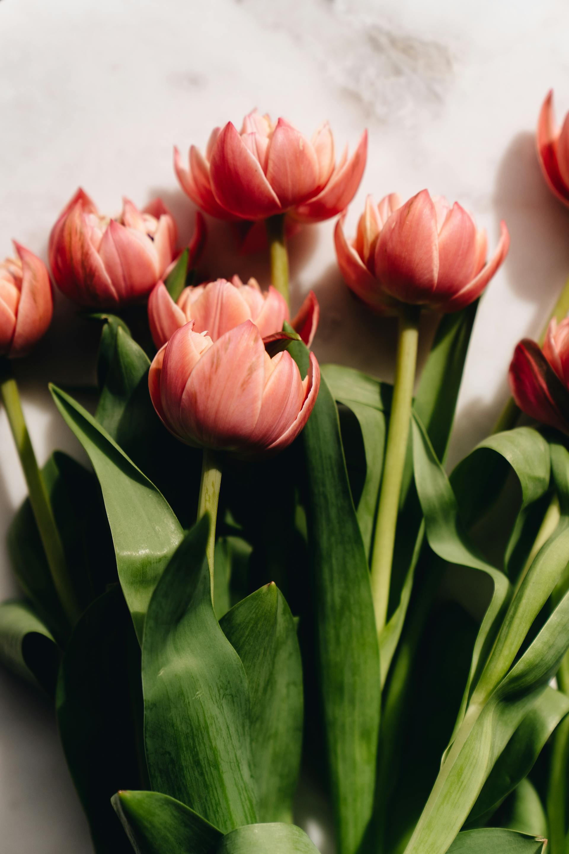 Hoa tulip, cánh hoa- alleksana 8