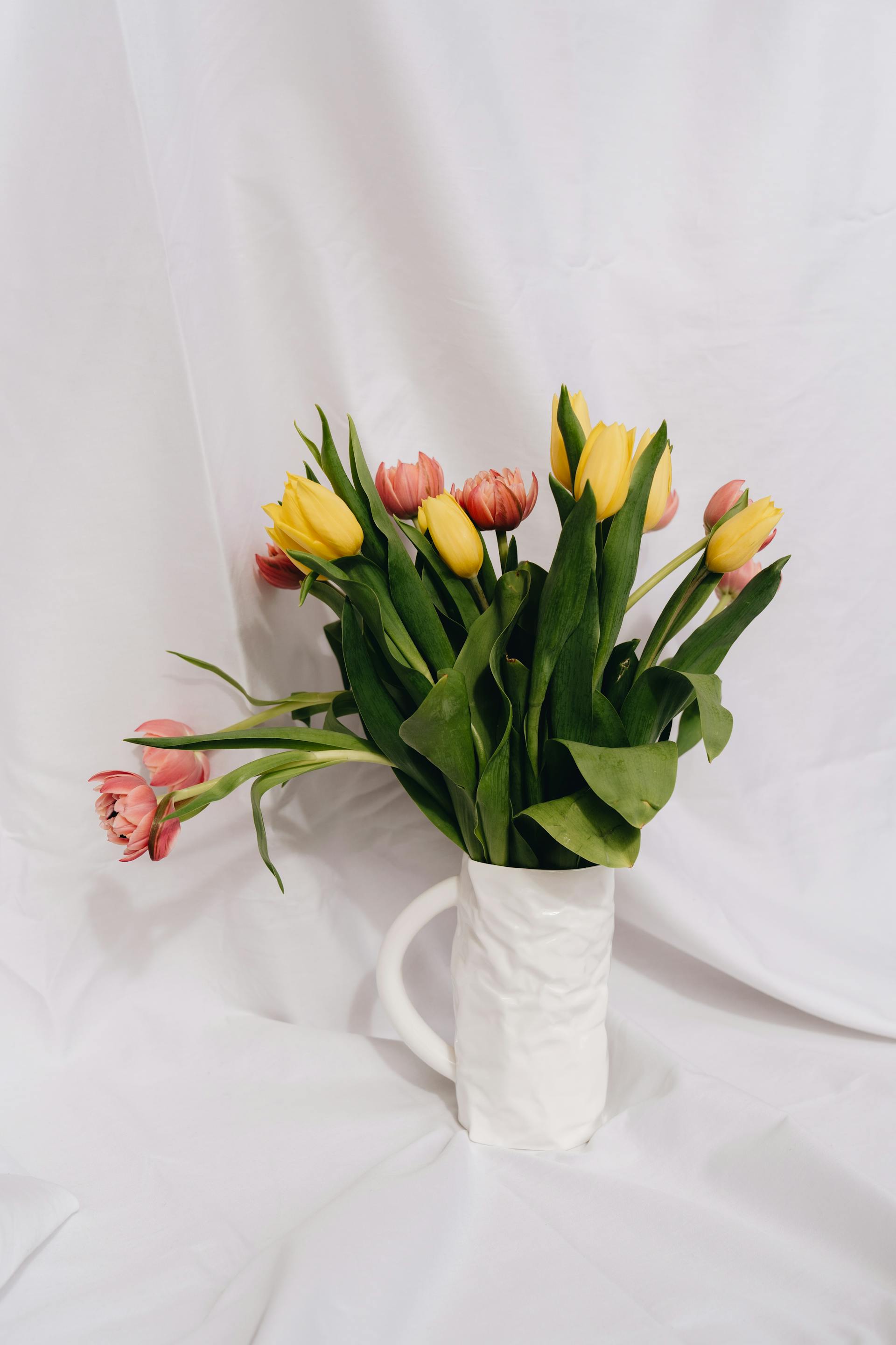 Hoa tulip, cánh hoa- alleksana