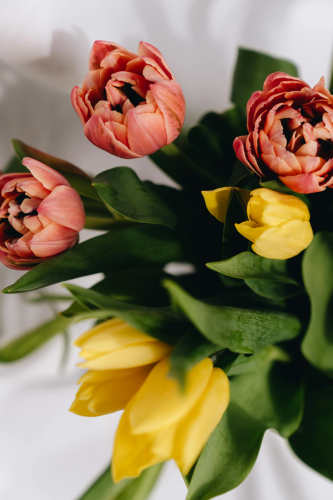Hoa tulip, cánh hoa- alleksana 10