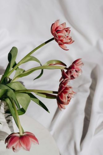 Hoa tulip, cánh hoa- alleksana 12