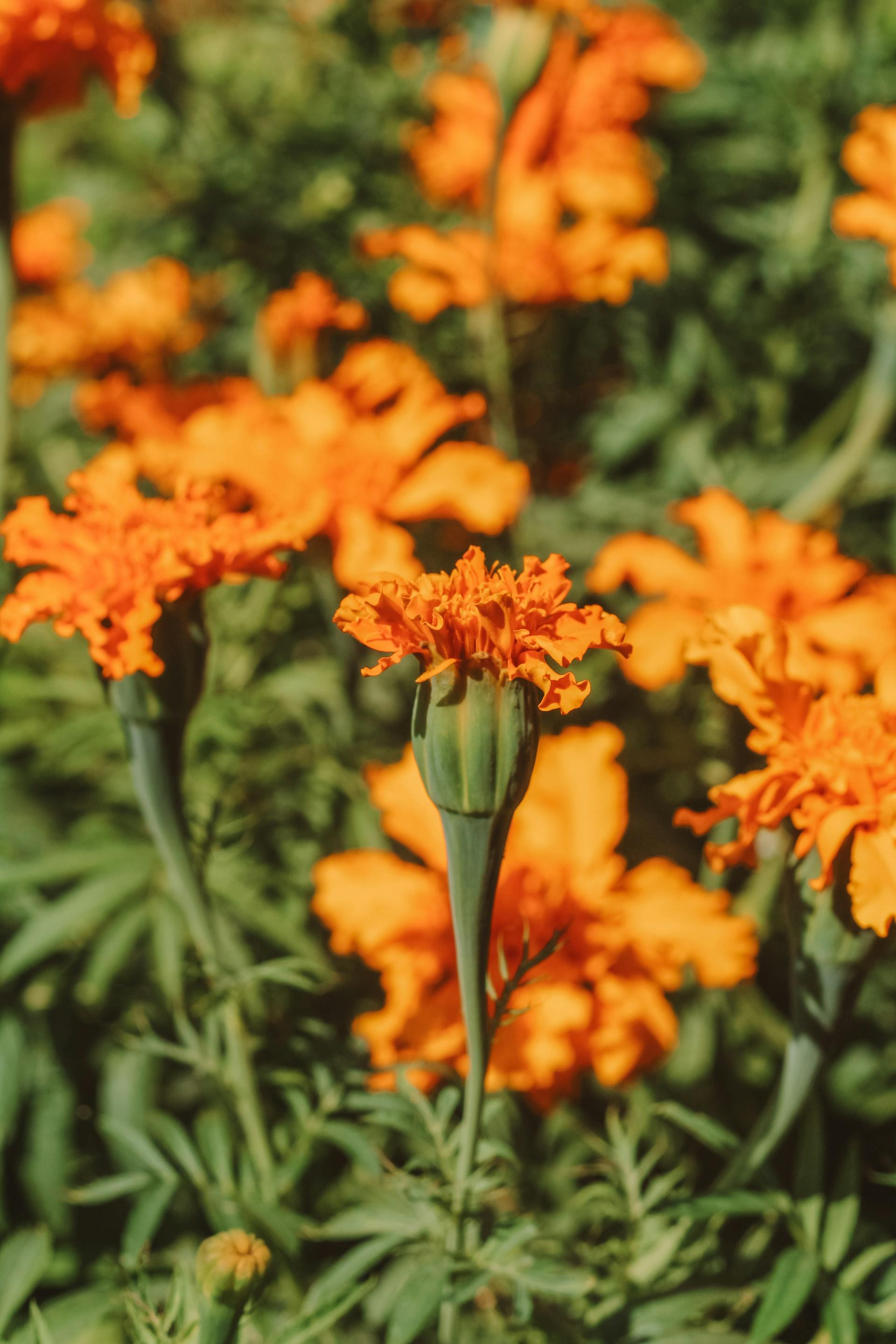 Hoa vạn thọ, vạn thọ cam, flower, tết, xuân, spring, truyền thống, Việt Nam, hình nền, background - Ngân Dương 1