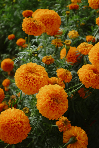 Hoa vạn thọ, vạn thọ cam, flower, tết, xuân, spring, truyền thống, Việt Nam, hình nền, background - Ngân Dương 8