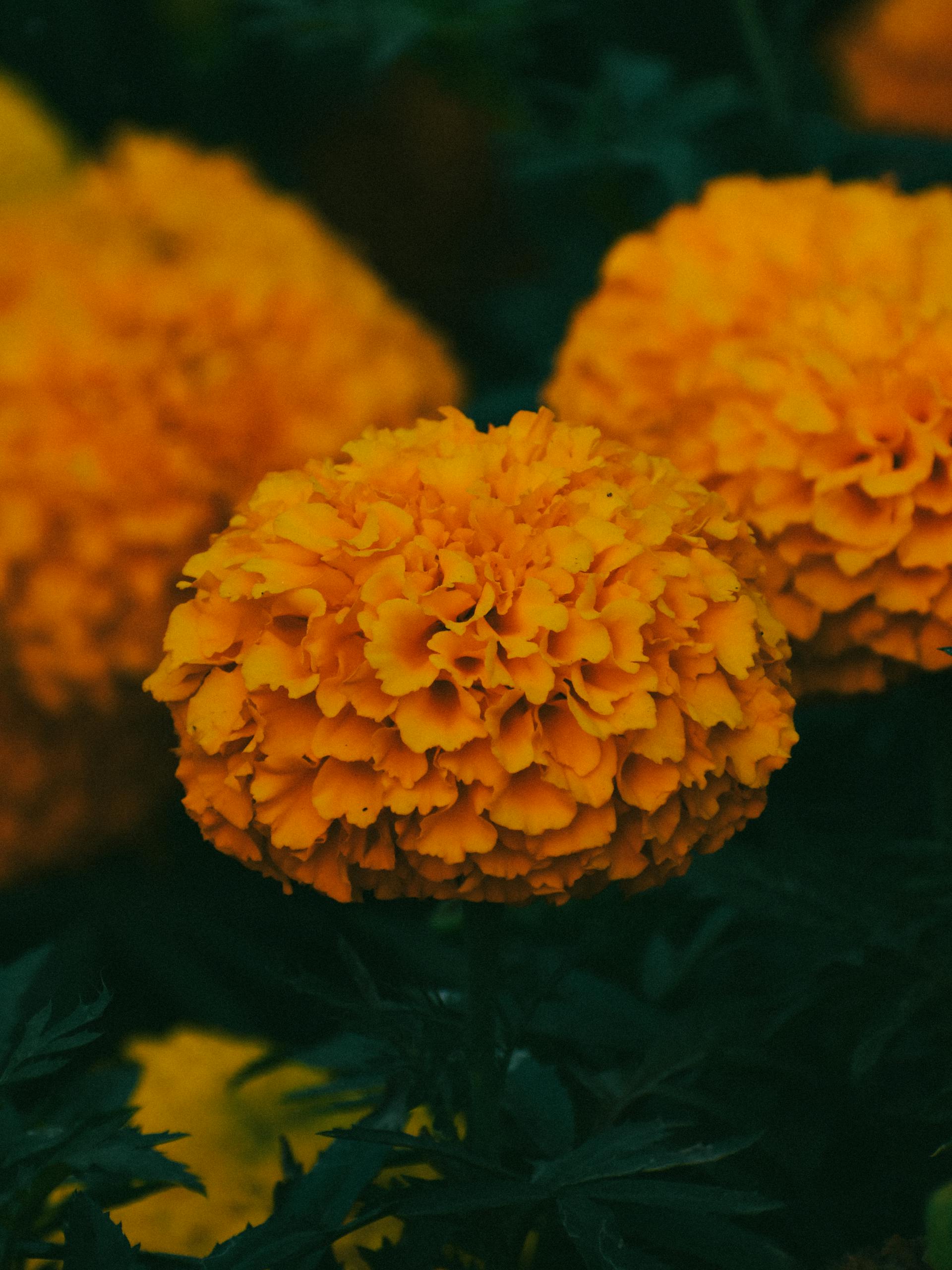 Hoa vạn thọ, vạn thọ cam, flower, tết, xuân, spring, truyền thống, Việt Nam, hình nền, background - Ngân Dương 12