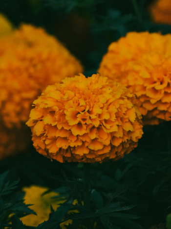 Hoa vạn thọ, vạn thọ cam, flower, tết, xuân, spring, truyền thống, Việt Nam, hình nền, background - Ngân Dương 12
