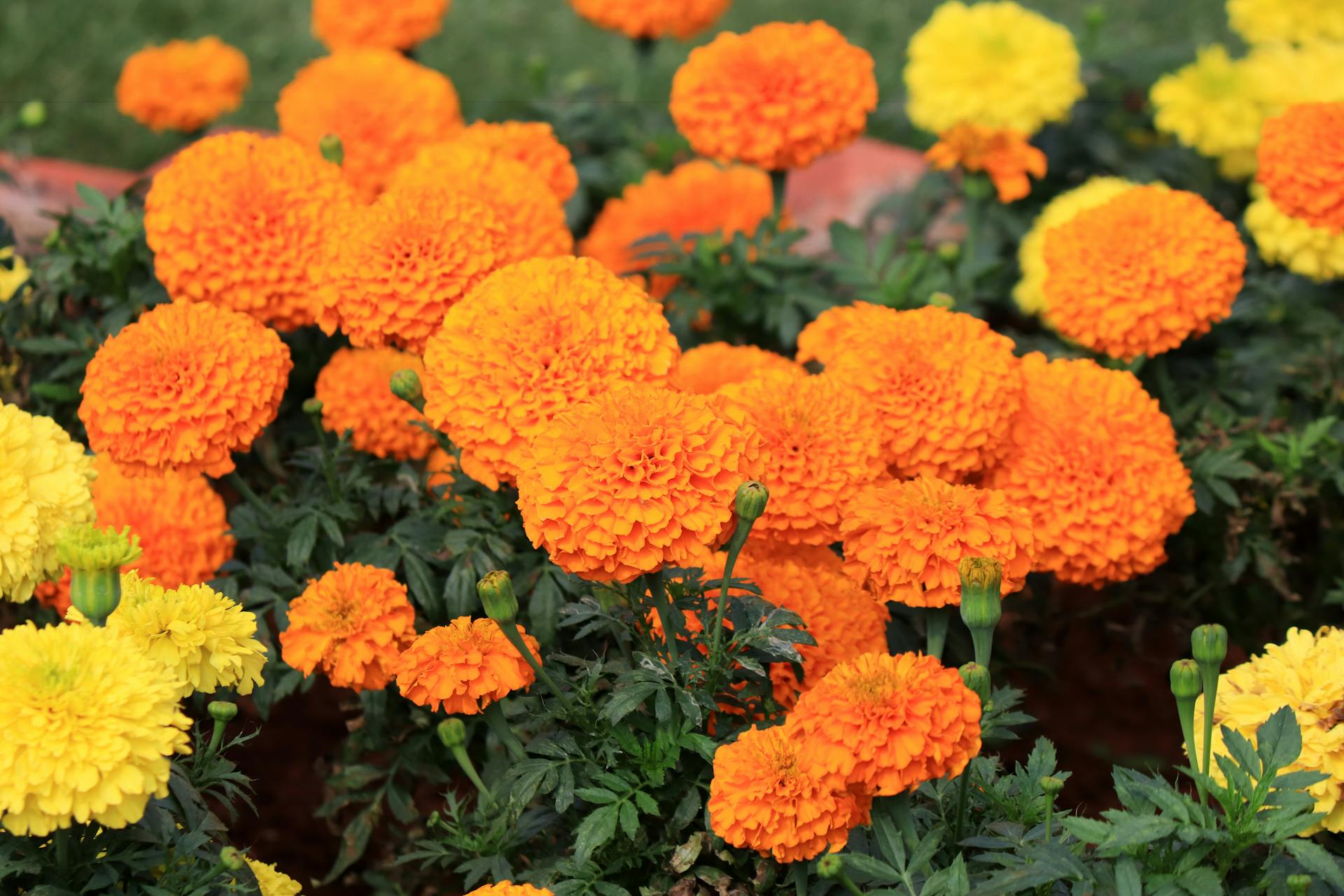 Hoa vạn thọ, vạn thọ cam, flower, tết, xuân, spring, truyền thống, Việt Nam, hình nền, background - Ngân Dương 6