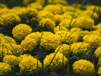 Hoa vạn thọ, vạn thọ vàng, flower, tết, xuân, spring, truyền thống, Việt Nam, hình nền, background - Ngân Dương 2