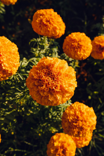 Hoa vạn thọ, vạn thọ cam, flower, tết, xuân, spring, truyền thống, Việt Nam, hình nền, background - Ngân Dương 14