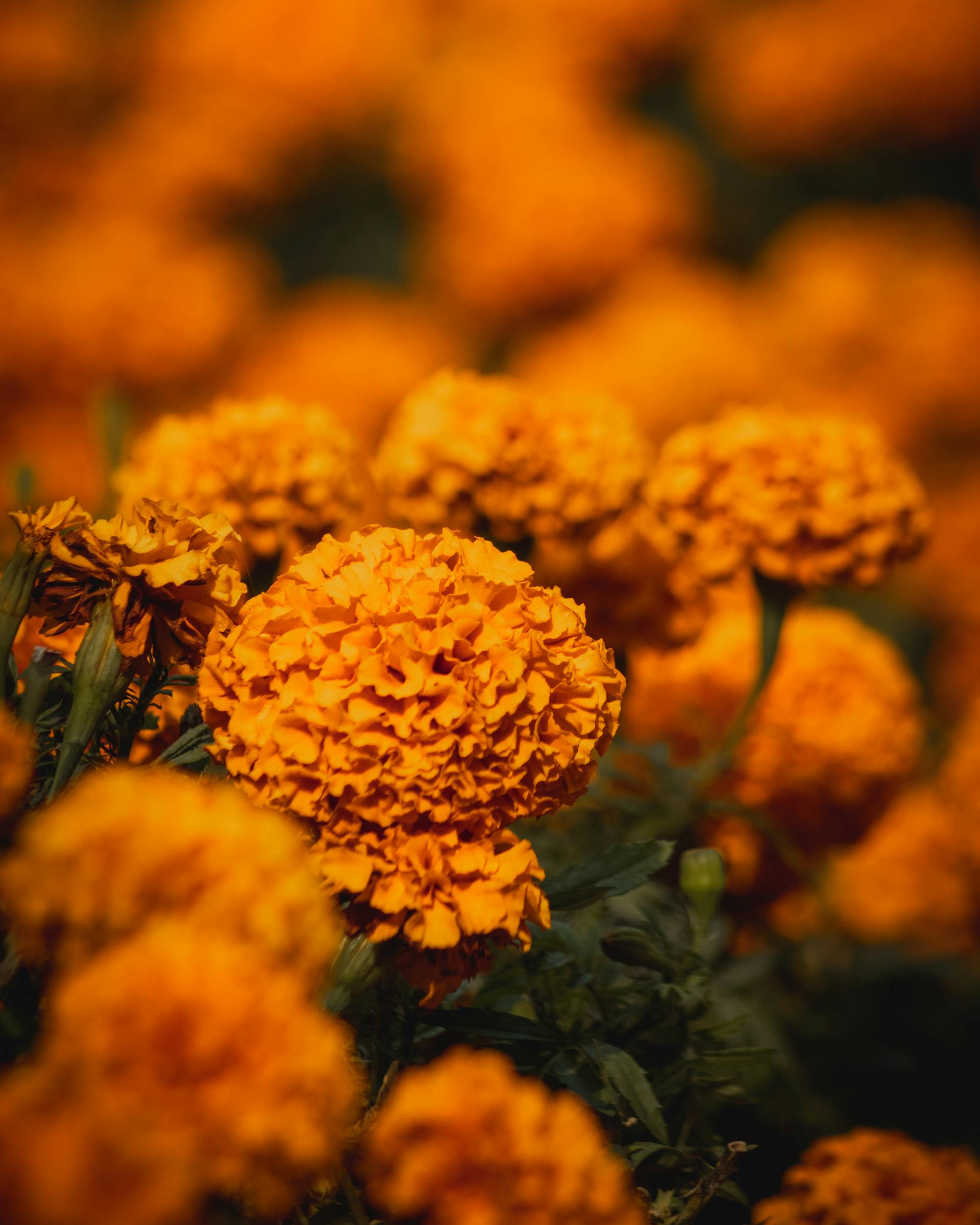 Hoa vạn thọ, vạn thọ cam, flower, tết, xuân, spring, truyền thống, Việt Nam, hình nền, background - Ngân Dương 13