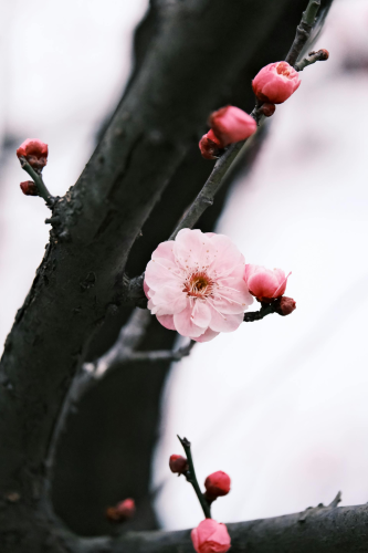 Hoa đào, cherry blossom, flower, tết, xuân, spring, truyền thống, Việt Nam, hình nền, background - Ngân Dương 10