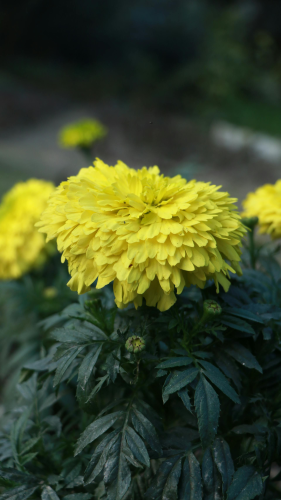 Hoa vạn thọ, vạn thọ vàng, flower, tết, xuân, spring, truyền thống, Việt Nam, hình nền, background - Ngân Dương 7