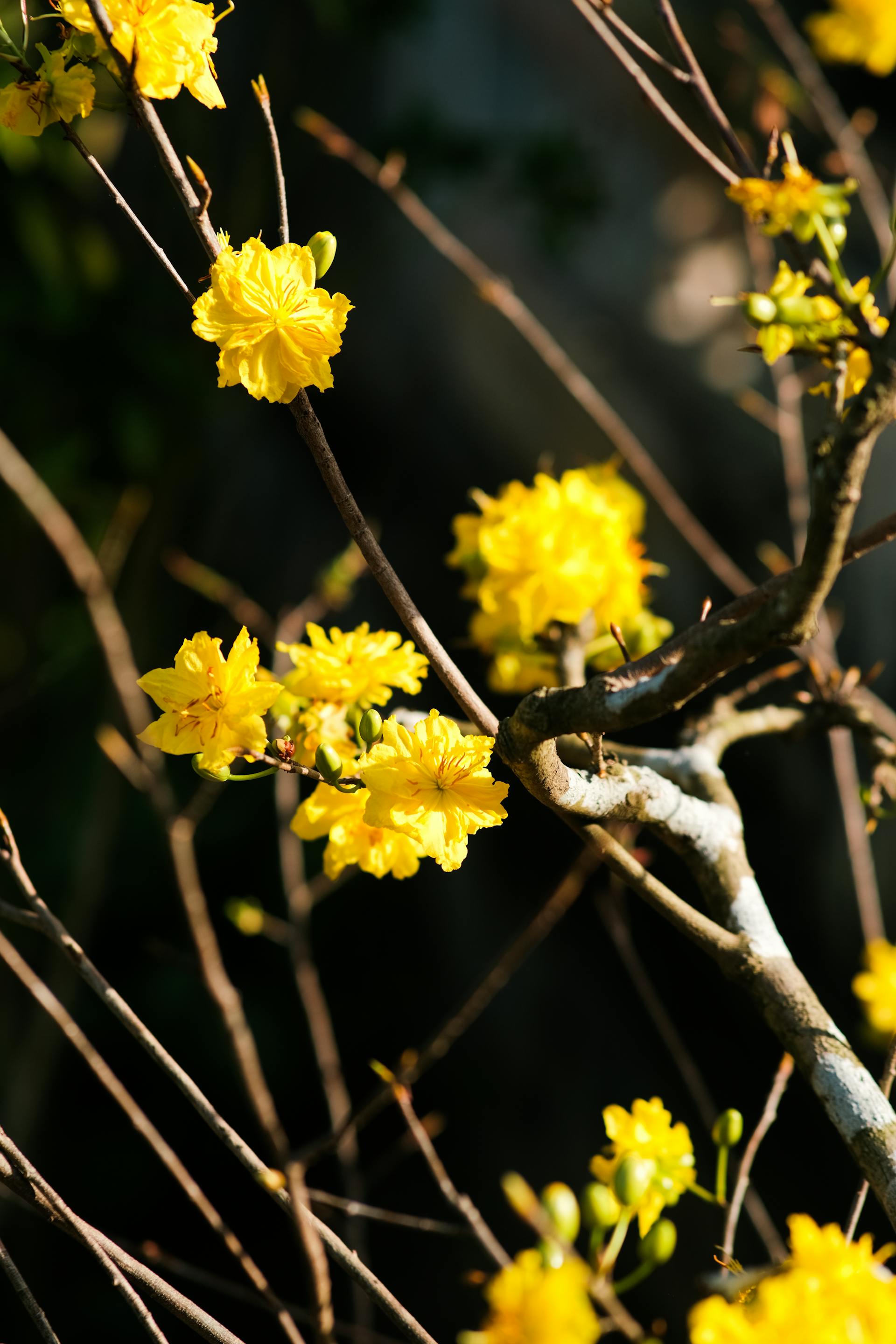 Hoa mai, hoa mai vàng, flower, tết, xuân, spring, truyền thống, Việt Nam, hình nền, background - Pew Nguyen 2