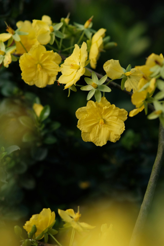 Hoa mai, hoa mai vàng, flower, tết, xuân, spring, truyền thống, Việt Nam, hình nền, background - Pew Nguyen 1