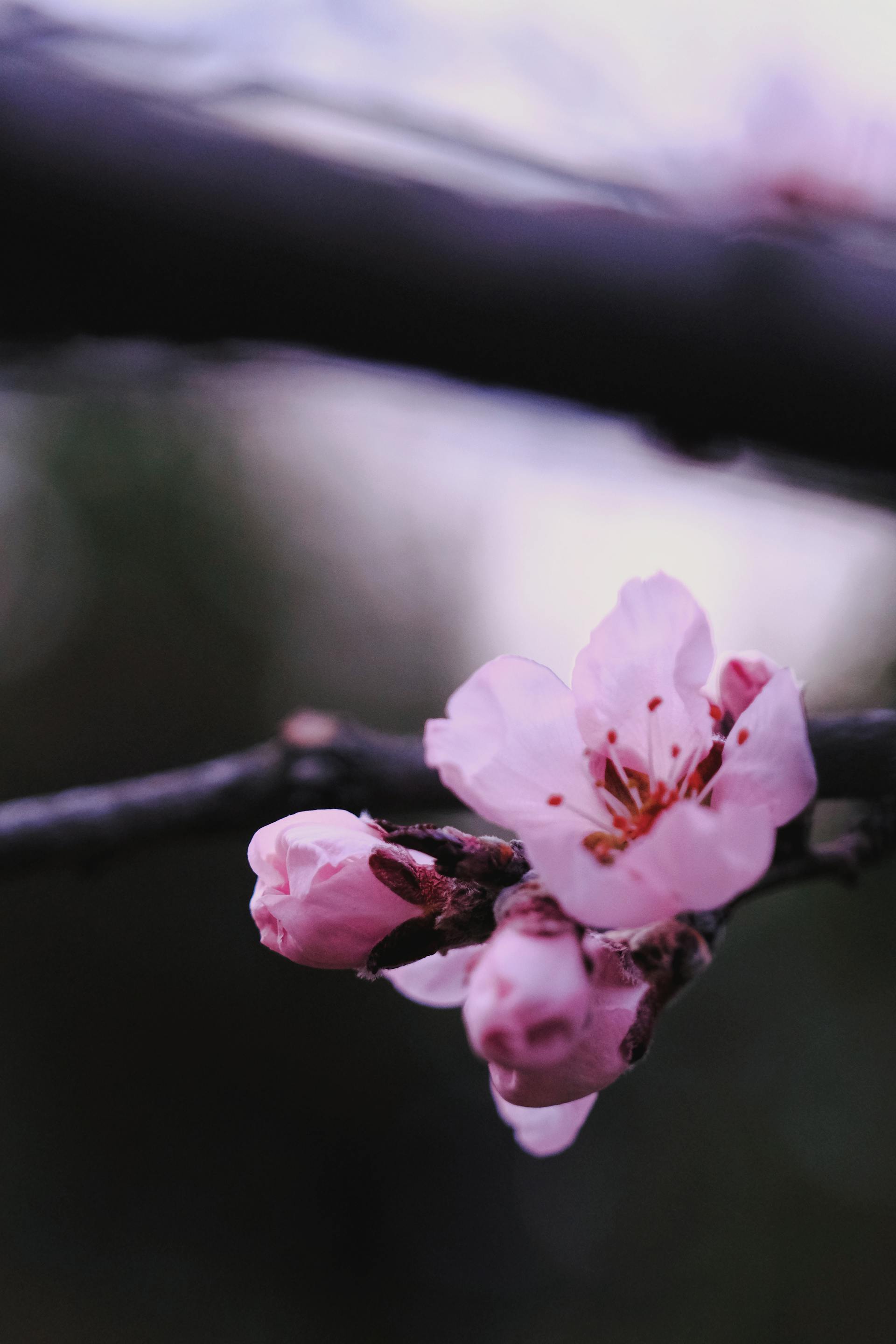 Hoa đào, cherry blossom, flower, tết, xuân, spring, truyền thống, Việt Nam, hình nền, background - Ngân Dương 1