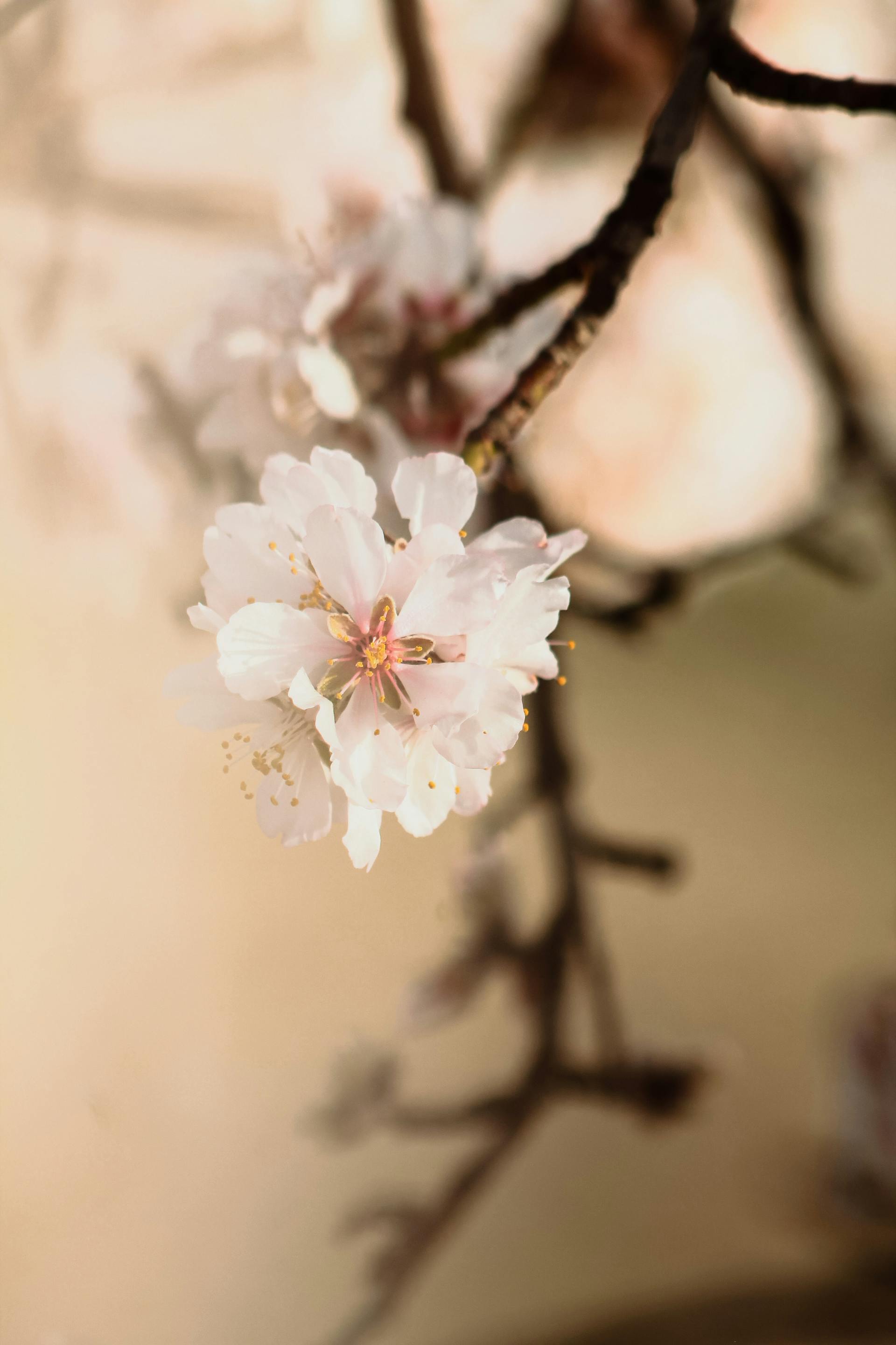 Hoa đào, cherry blossom, flower, tết, xuân, spring, truyền thống, Việt Nam, hình nền, background - Ngân Dương 12