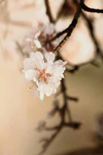 Hoa đào, cherry blossom, flower, tết, xuân, spring, truyền thống, Việt Nam, hình nền, background - Ngân Dương 12