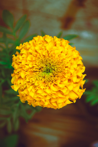 Hoa vạn thọ, vạn thọ vàng, flower, tết, xuân, spring, truyền thống, Việt Nam, hình nền, background - Ngân Dương 8
