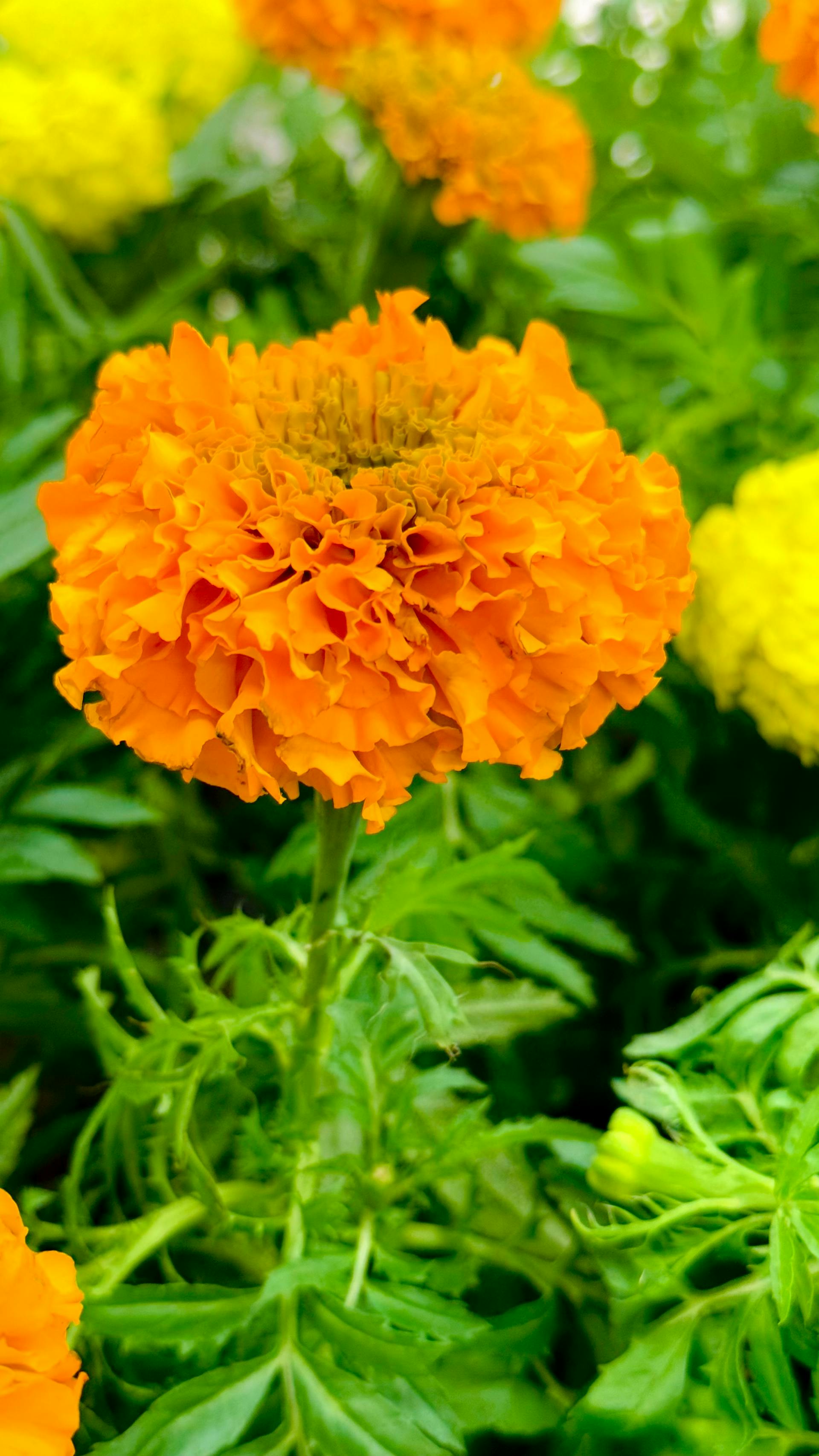 Hoa vạn thọ, vạn thọ cam, flower, tết, xuân, spring, truyền thống, Việt Nam, hình nền, background - Ngân Dương 9