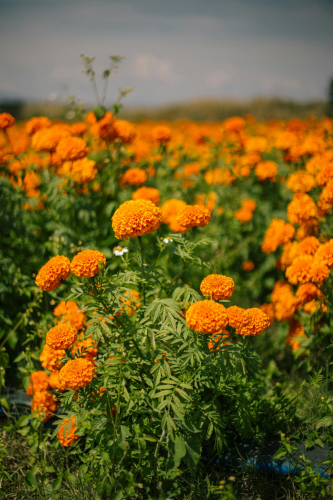 Hoa vạn thọ, vạn thọ cam, flower, tết, xuân, spring, truyền thống, Việt Nam, hình nền, background - Ngân Dương 2