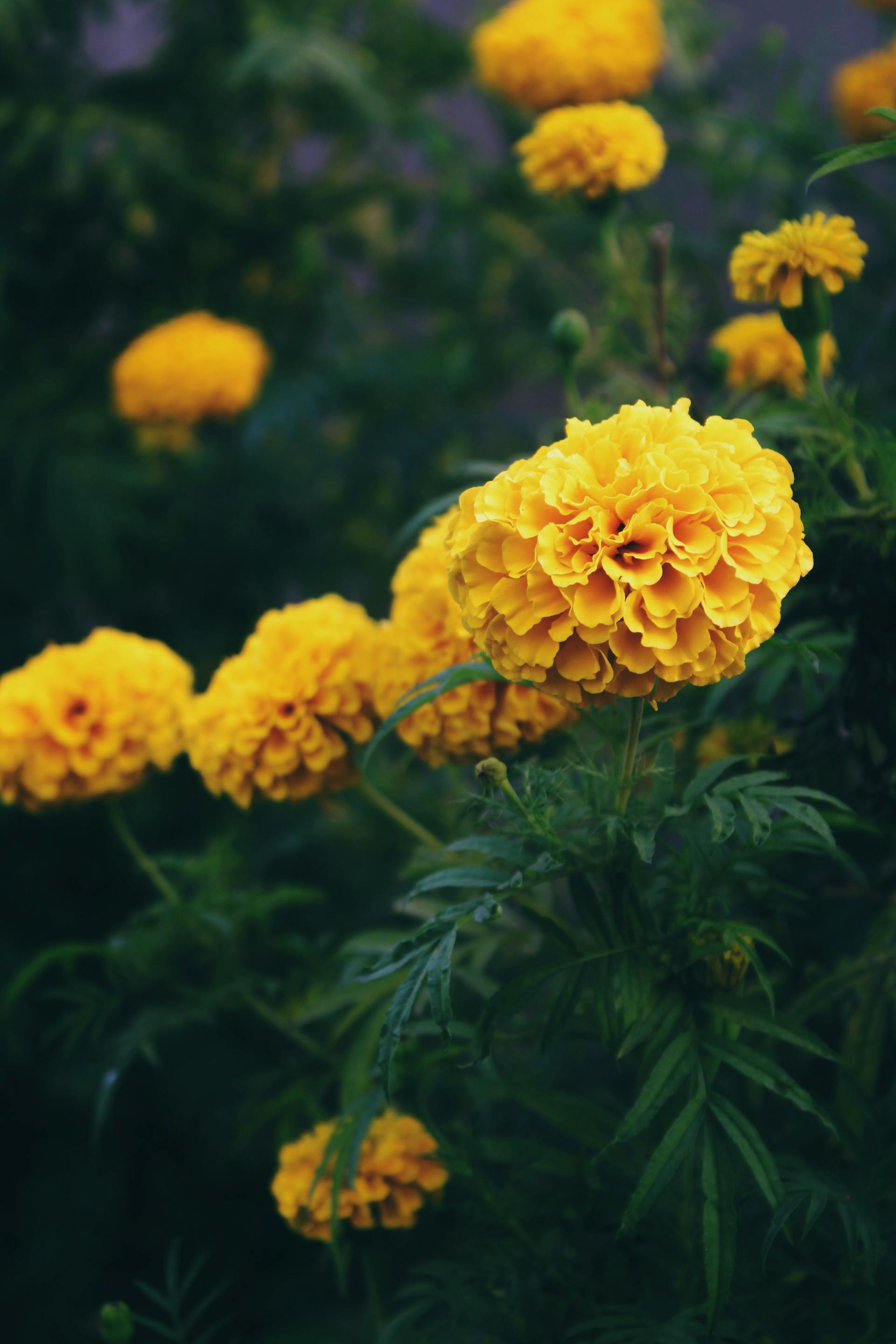Hoa vạn thọ, vạn thọ vàng, flower, tết, xuân, spring, truyền thống, Việt Nam, hình nền, background - Ngân Dương 6