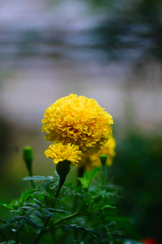 Hoa vạn thọ, vạn thọ vàng, flower, tết, xuân, spring, truyền thống, Việt Nam, hình nền, background - Ngân Dương