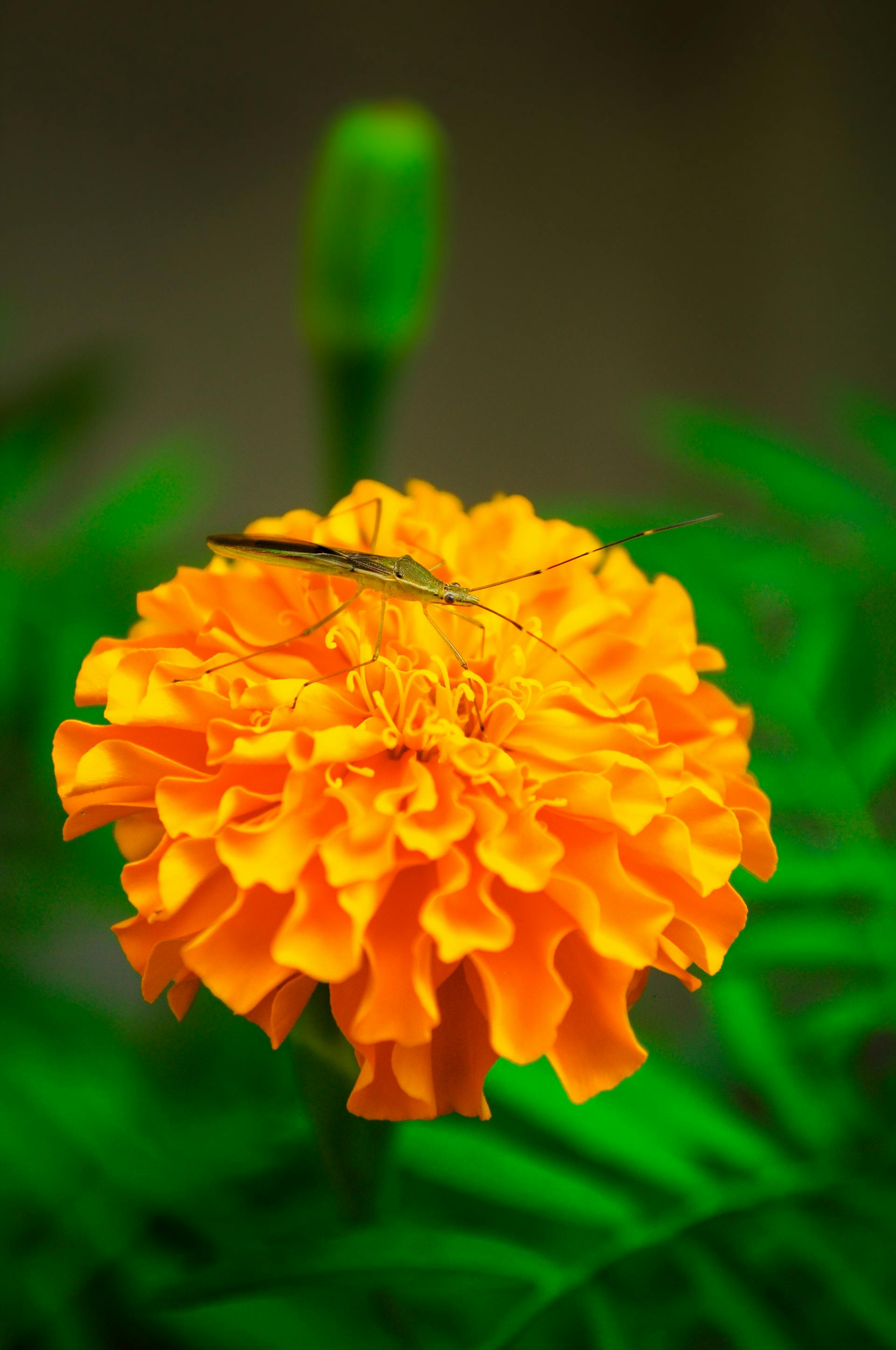 Hoa vạn thọ, vạn thọ cam, flower, tết, xuân, spring, truyền thống, Việt Nam, hình nền, background - Ngân Dương 11