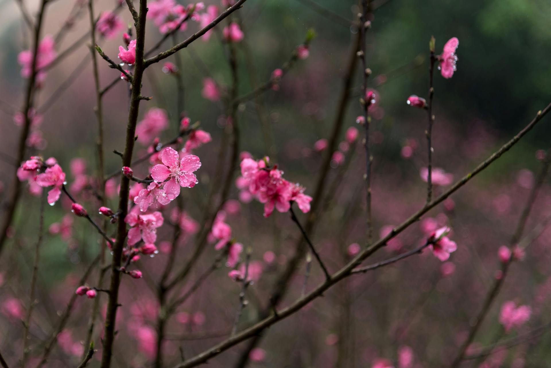 Hoa đào, cherry blossom, flower, tết, xuân, spring, truyền thống, Việt Nam, hình nền, background - Ngân Dương 5
