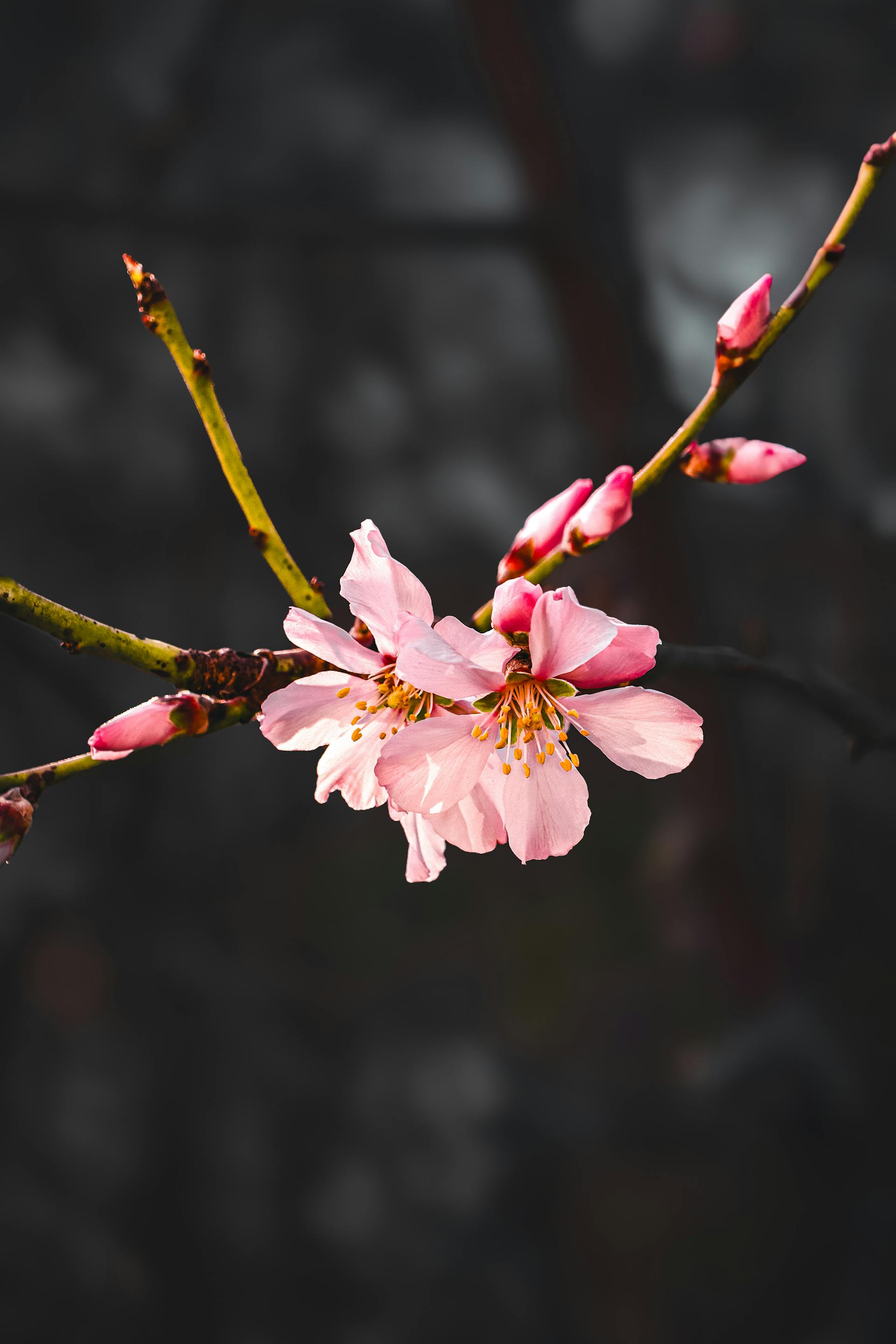 Hoa đào, cherry blossom, flower, tết, xuân, spring, truyền thống, Việt Nam, hình nền, background - Ngân Dương 11