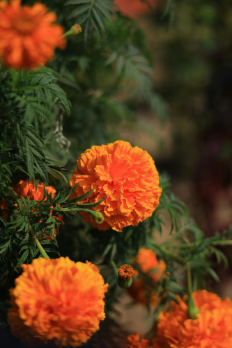 Hoa vạn thọ, vạn thọ cam, flower, tết, xuân, spring, truyền thống, Việt Nam, hình nền, background - Ngân Dương