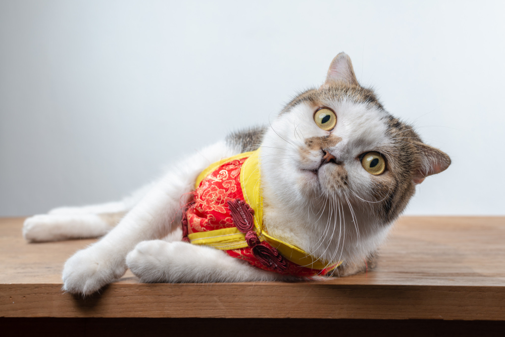 Con mèo, động vật, mèo đón tết, dễ thương, cat, animal, cat celebrating Tet, cute -  domepitipat 2