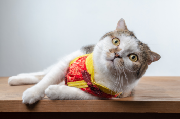 Con mèo, động vật, mèo đón tết, dễ thương, cat, animal, cat celebrating Tet, cute -  domepitipat