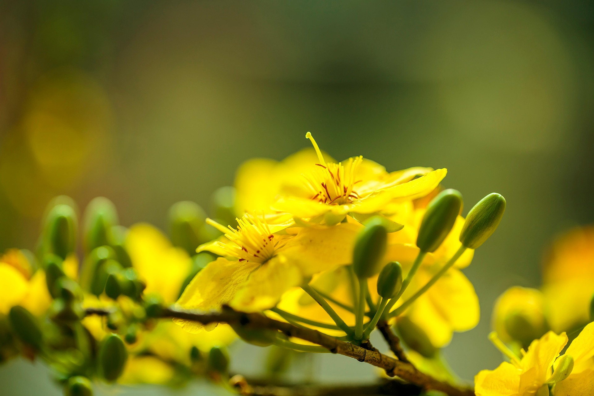 Hoa mai, cây cảnh, bonsai, flower, tết, xuân, spring, truyền thống, Việt Nam- nguyendinhson067