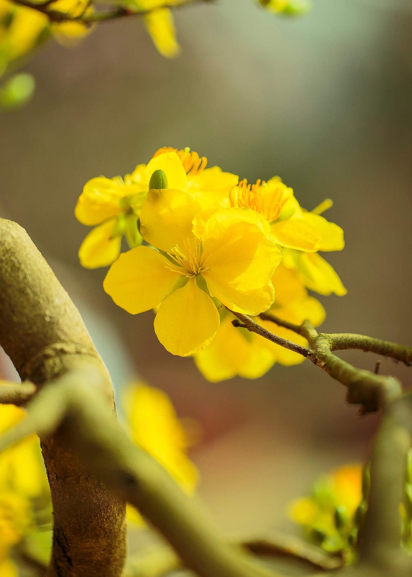 Hoa mai, cây cảnh, bonsai, flower, tết, xuân, spring, truyền thống, Việt Nam- nguyendinhson067 2