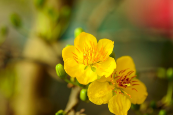 Hoa mai, cây cảnh, bonsai, flower, tết, xuân, spring, truyền thống, Việt Nam- nguyendinhson067 1