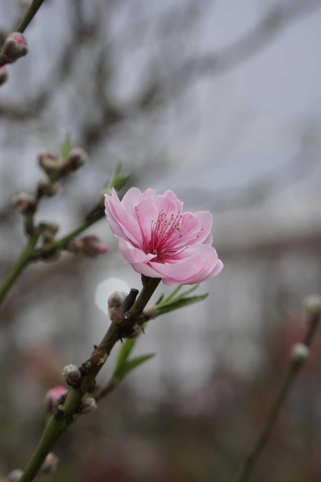 Hoa đào, cây cảnh, bonsai,  peach blossom, flower, tết, xuân, spring, truyền thống, Việt Nam- thuycongofficial 11