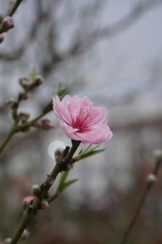 Hoa đào, cây cảnh, bonsai,  peach blossom, flower, tết, xuân, spring, truyền thống, Việt Nam- thuycongofficial 11